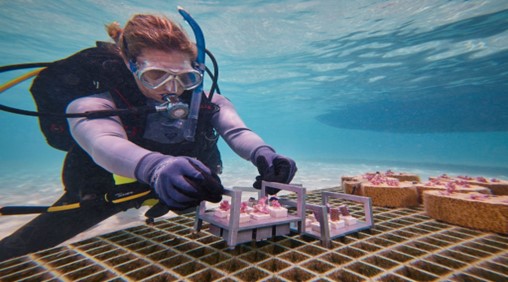 Hình ảnh Coral Maker thử nghiệm bộ khung hỗ trợ quá trình phát triển của san hô