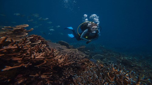 Hình ảnh đội ngũ Coral Maker thực hiện khảo sát dưới đại dương