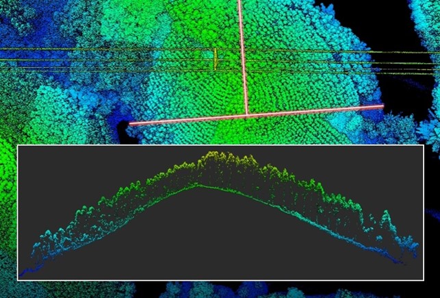 Mô hình 3D của rừng