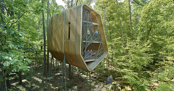 Kiến trúc Tree-House giúp Modus Studio hài hòa thiên nhiên